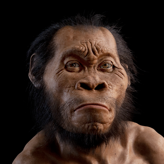 Homo naledi: Hominin #10