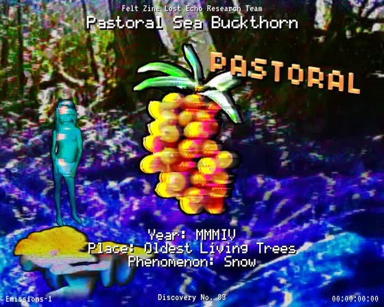 #83 | Pastoral Sea Buckthorn