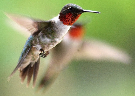 Hummingbird #047