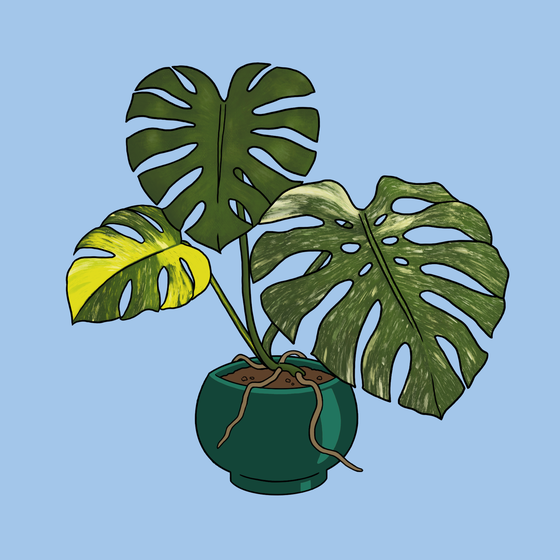 Moody Monstera #110