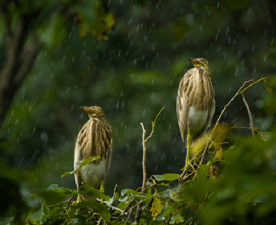 " IN THE SUNNY RAIN " 