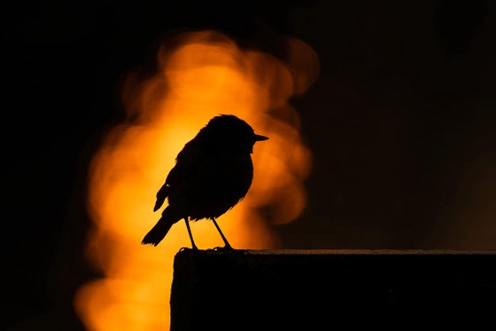 The Siberian Stonechat