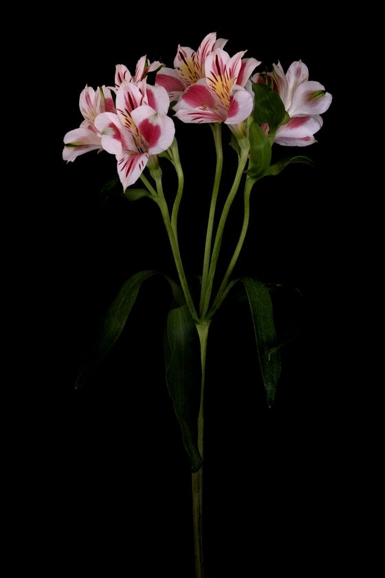 Alstroemeria (Peruvian Lily)