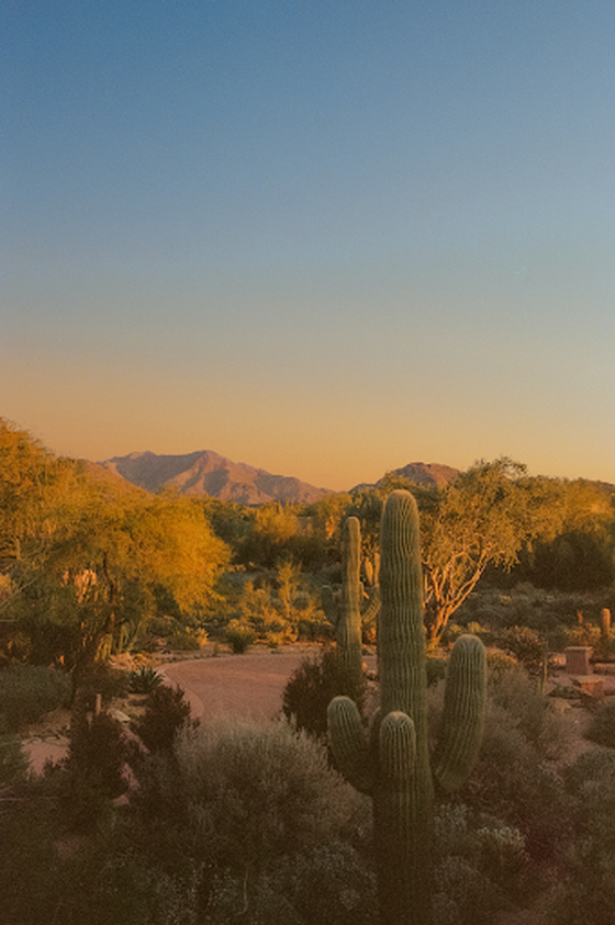 Desert Glow