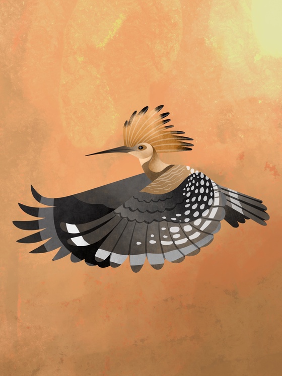 Hoopoe