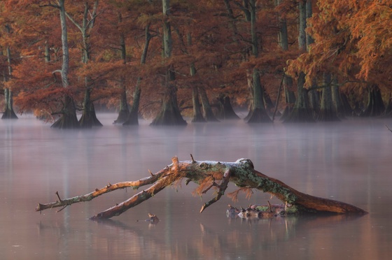 Autumn Mist