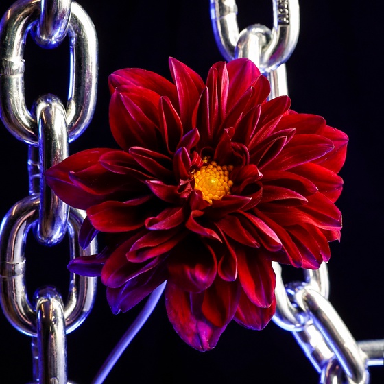 Flower #27
