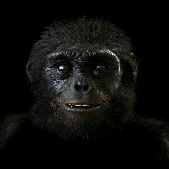 Ardipithecus ramidus: Hominin #2