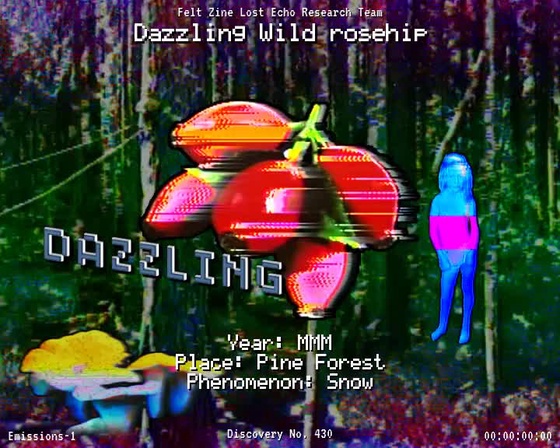 #430 | Dazzling Wild rosehip