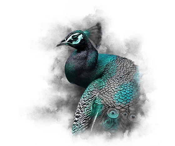 MINT SERIES - PEACOCK