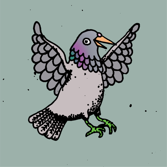 Hood Pigeon #581