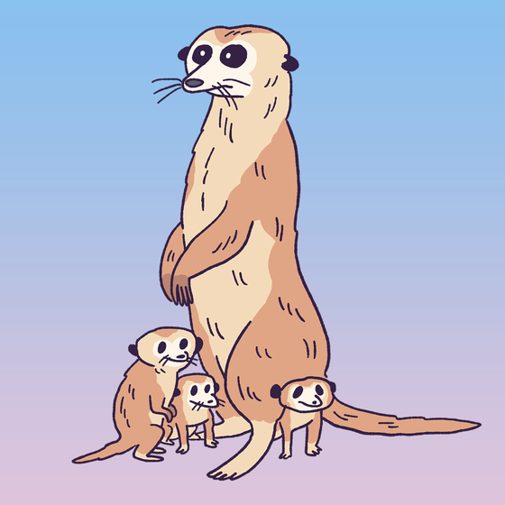 Meerkat #1810