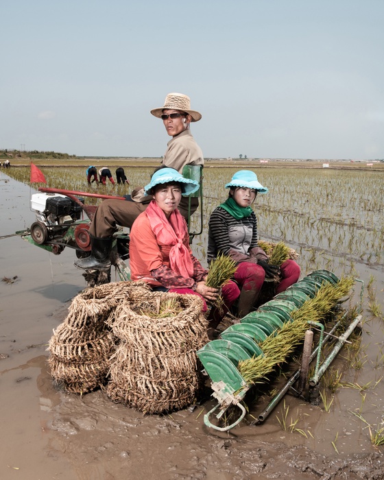 Rice Farmers I