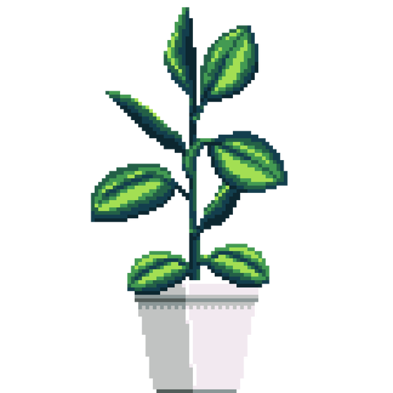 Rubber Plant in Square pot