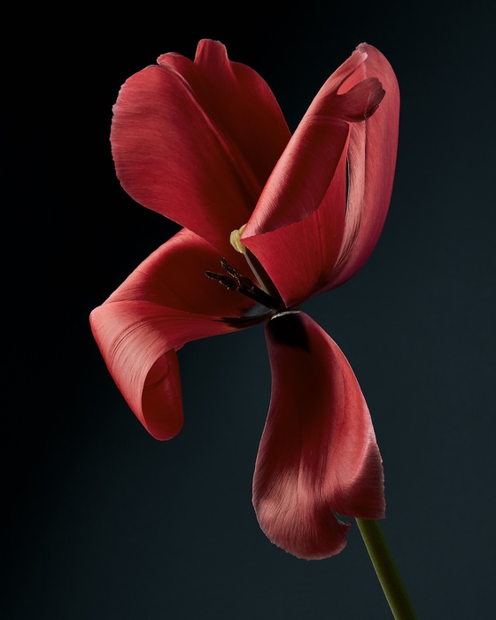 Liliales - Tulip, Hollandia #3/14