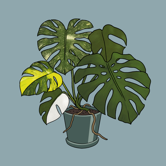 Moody Monstera #31