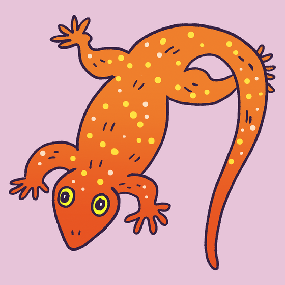 Gecko #797