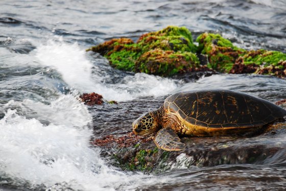 Honu on the Reef