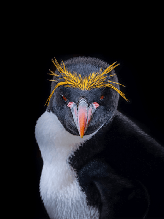 Macaroni Penguin