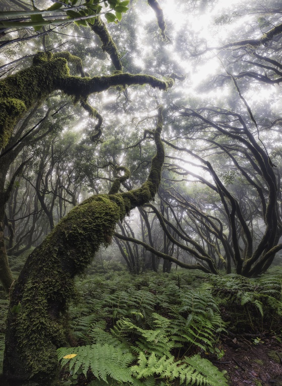 Misty forest