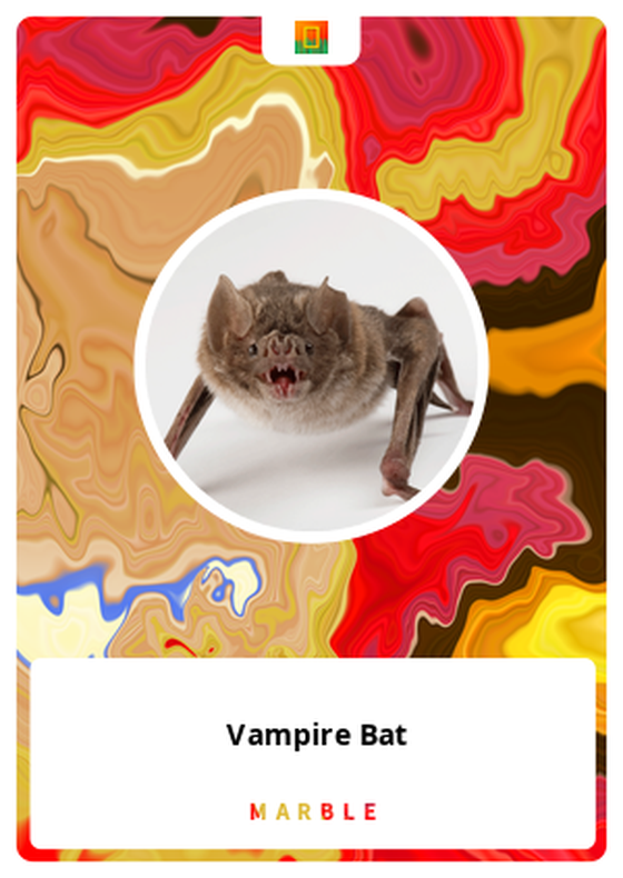 Vampire Bat