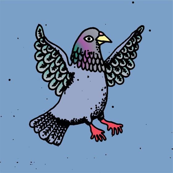 Hood Pigeon #1815