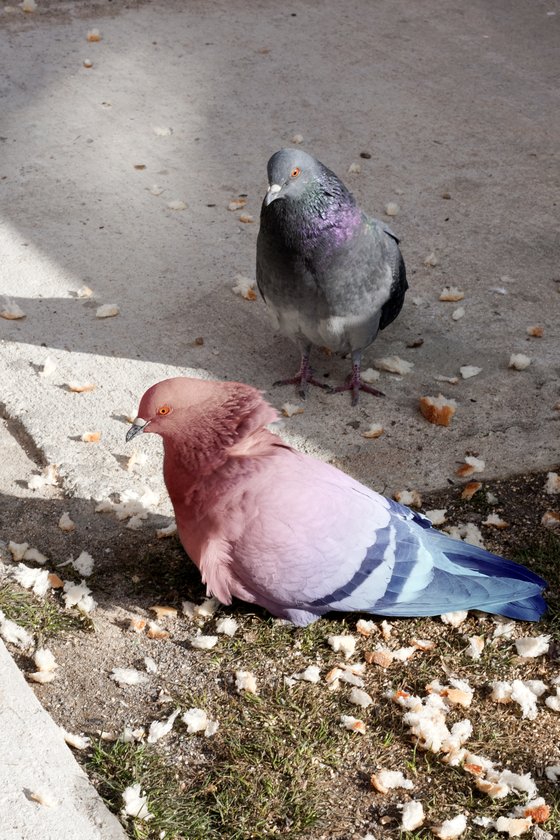 Ombre Pigeon