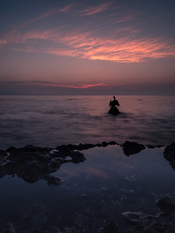 Cormorant Sunset