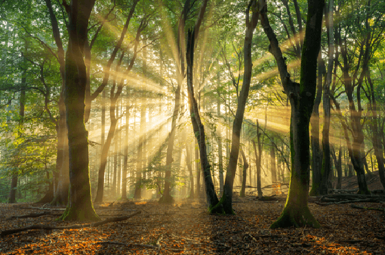 Fairy Forests #12 - Light Rays