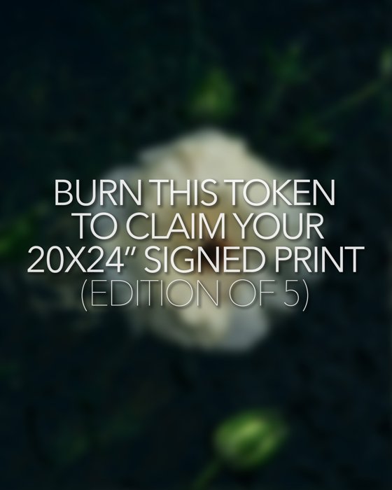 BURN FOR PRINT - LATAI