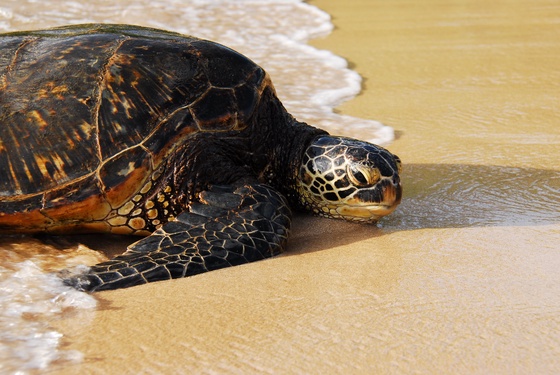 Coming Ashore