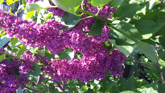 Lilac Bush 1/3