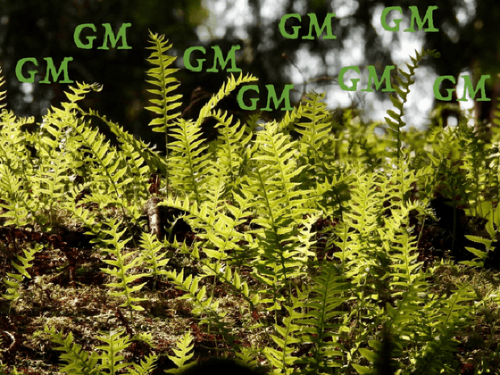 GM Ferns