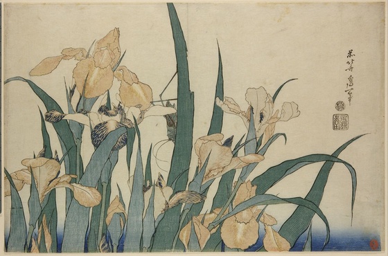 "Iris and grasshopper"