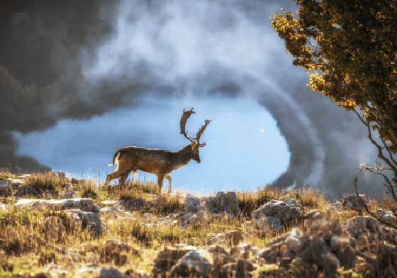 MADONIE - Fallow deer with Lake Mandria del Conte in the background