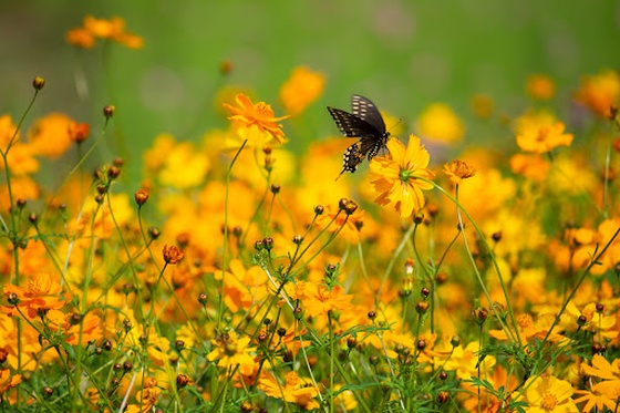 Field of Dreams