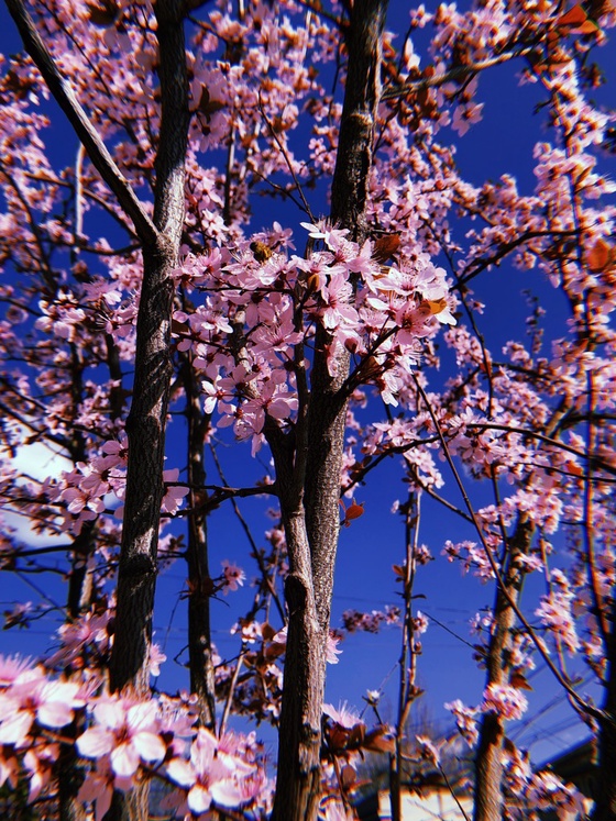 Cherry Blossoms