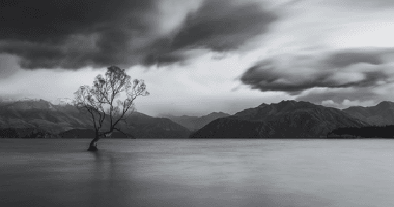 That Wanaka Tree #5