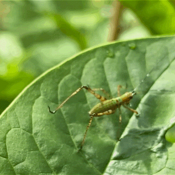 Scudderia furcata (nymph)