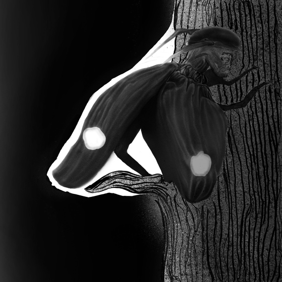 moon moth'
