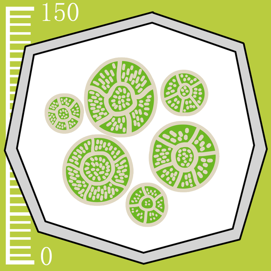 46