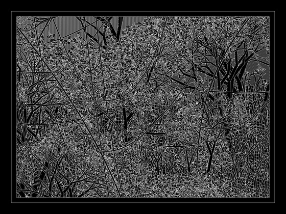 Entangled #390