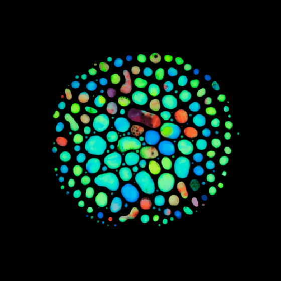 Haematopoiesis #26