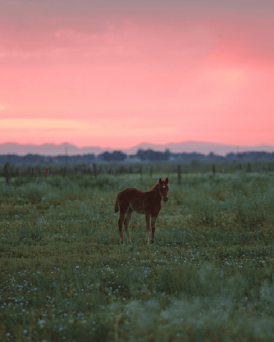 #27 - foal