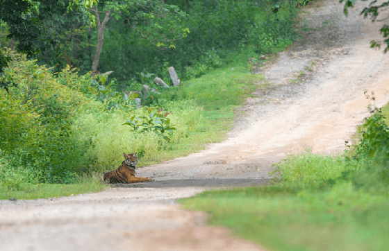 The monsoon tiger