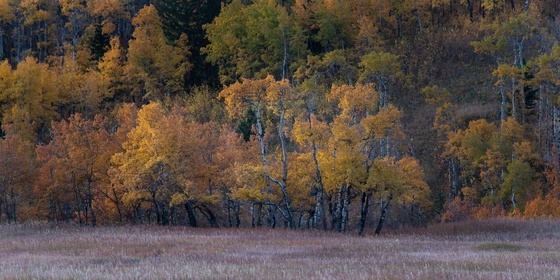 Autumn Morning