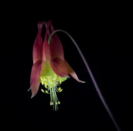 Red Columbine