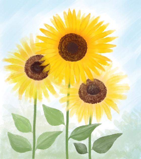 Sunflowers