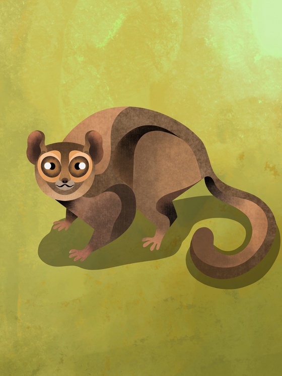 Grey Mouse Lemur