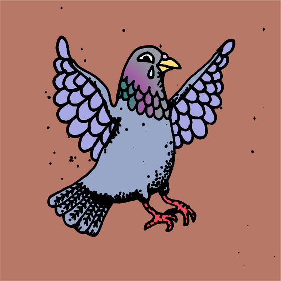 Hood Pigeon #1379